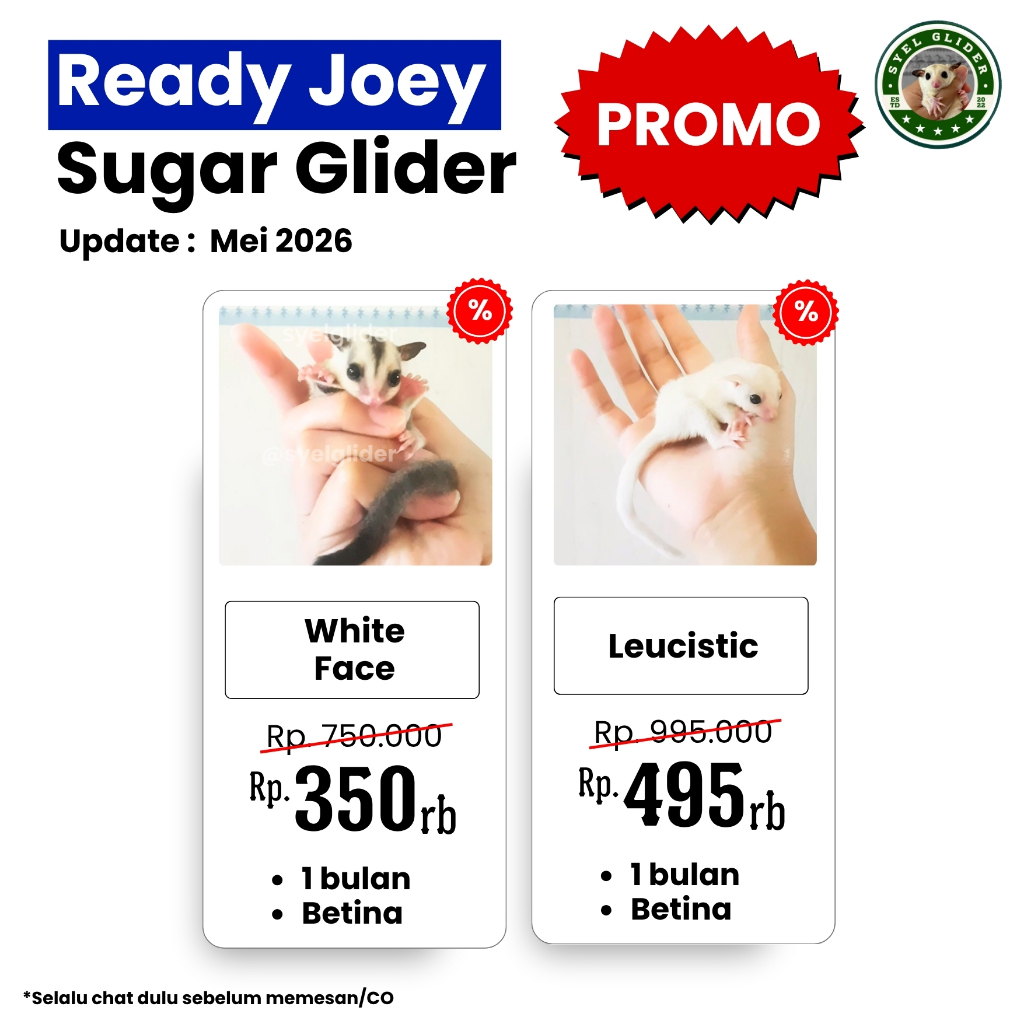 SUGAR GLIDER JOEY LEUCISTIC WHITE FACE