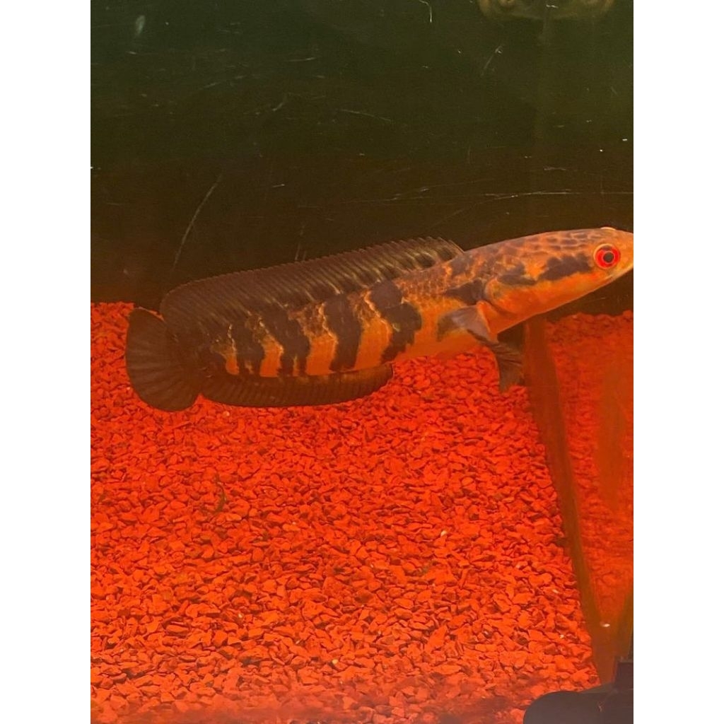 Chana maru yellow sentarum size 20cm single tank galak