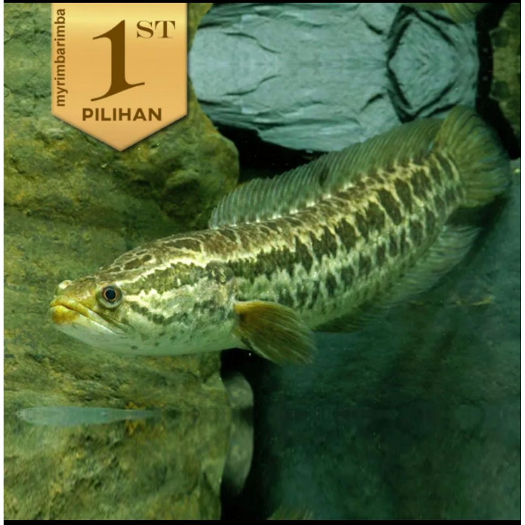 Baby Channa Striata Ikan Hias Predator Hiasan Aquarium Aquascape Air Tawar