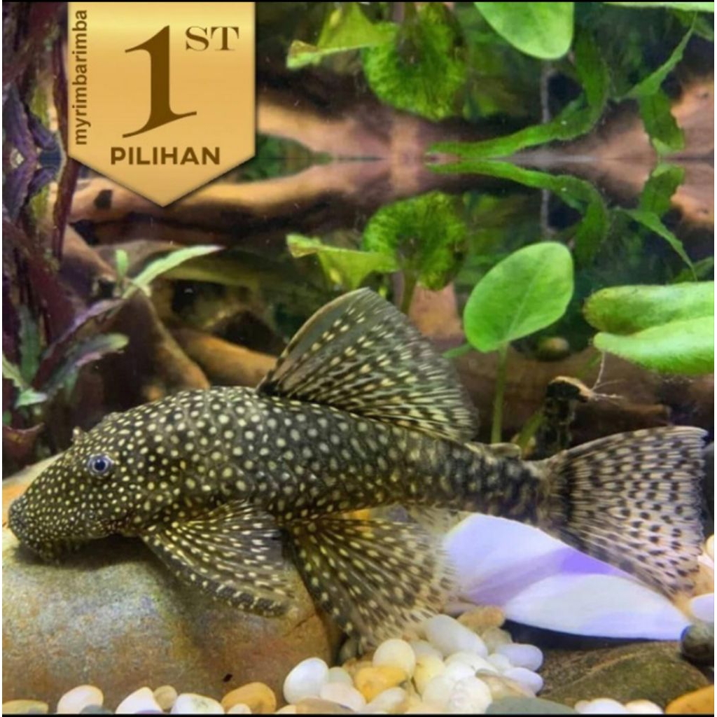 Pleco Hitam 5 cm+ Ikan Hias Aquarium Aquascape Sapu Sapu Tanaman Air