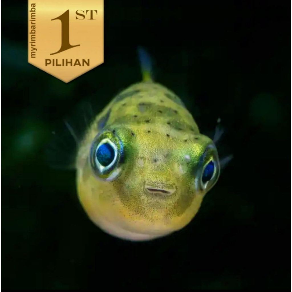 Baby Fahaka Puffer Fish Ikan Hias Buntal Aquascape Hiasan Aquarium