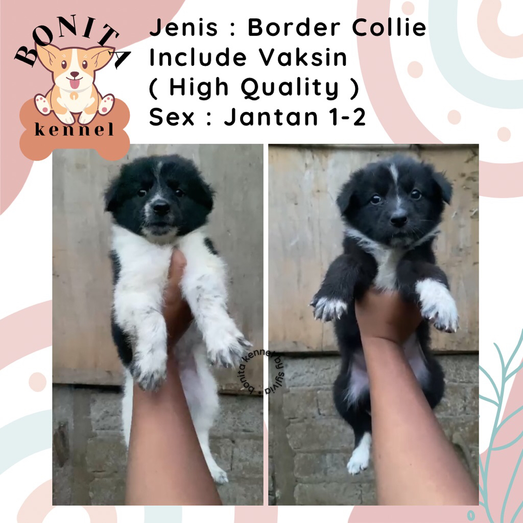 Border Collie Non Stambum Black And White Flipflop Blue Eyes Anak Anjing Border Collie Jantan Betina