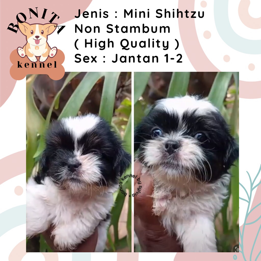 Mini Shihtzu Non Stambum Anak Anjing Mini Shih Tzu Shitzu Sitzu Jantan Betina