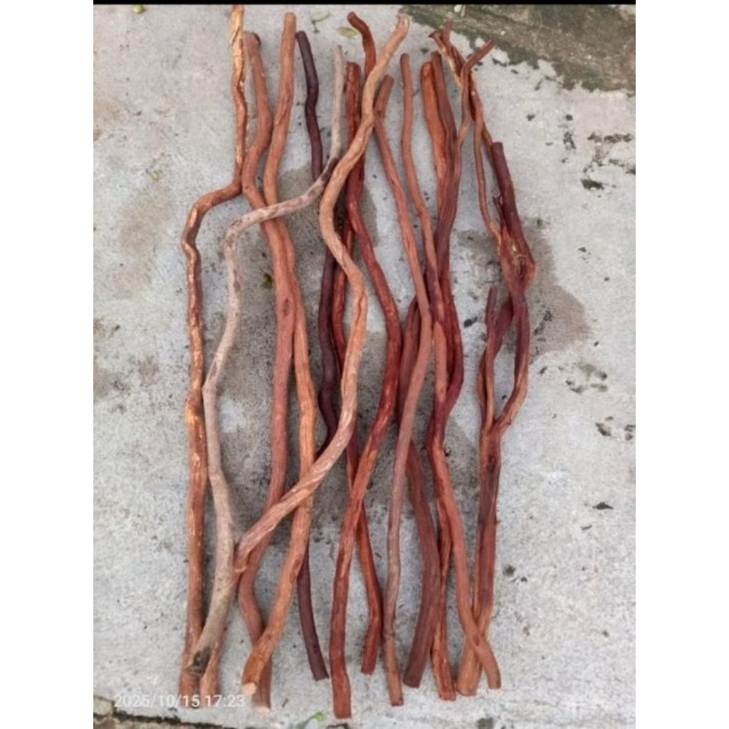 AKAR SANTIGI ASLI GUNUNG BAHAN DEKORASI RANDOM 100CM/DIA1-2CM