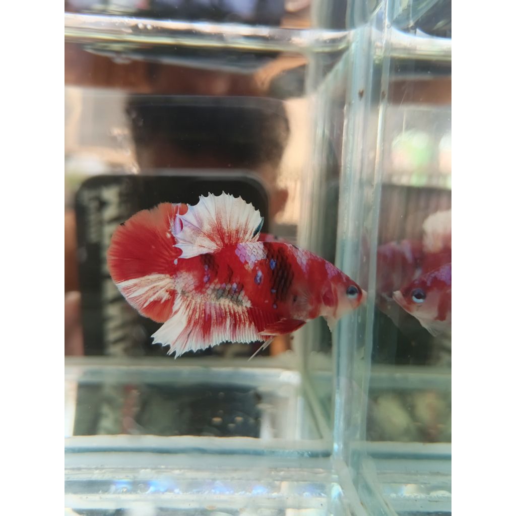 Cupang Plakat Red Barongsai Top Grade+