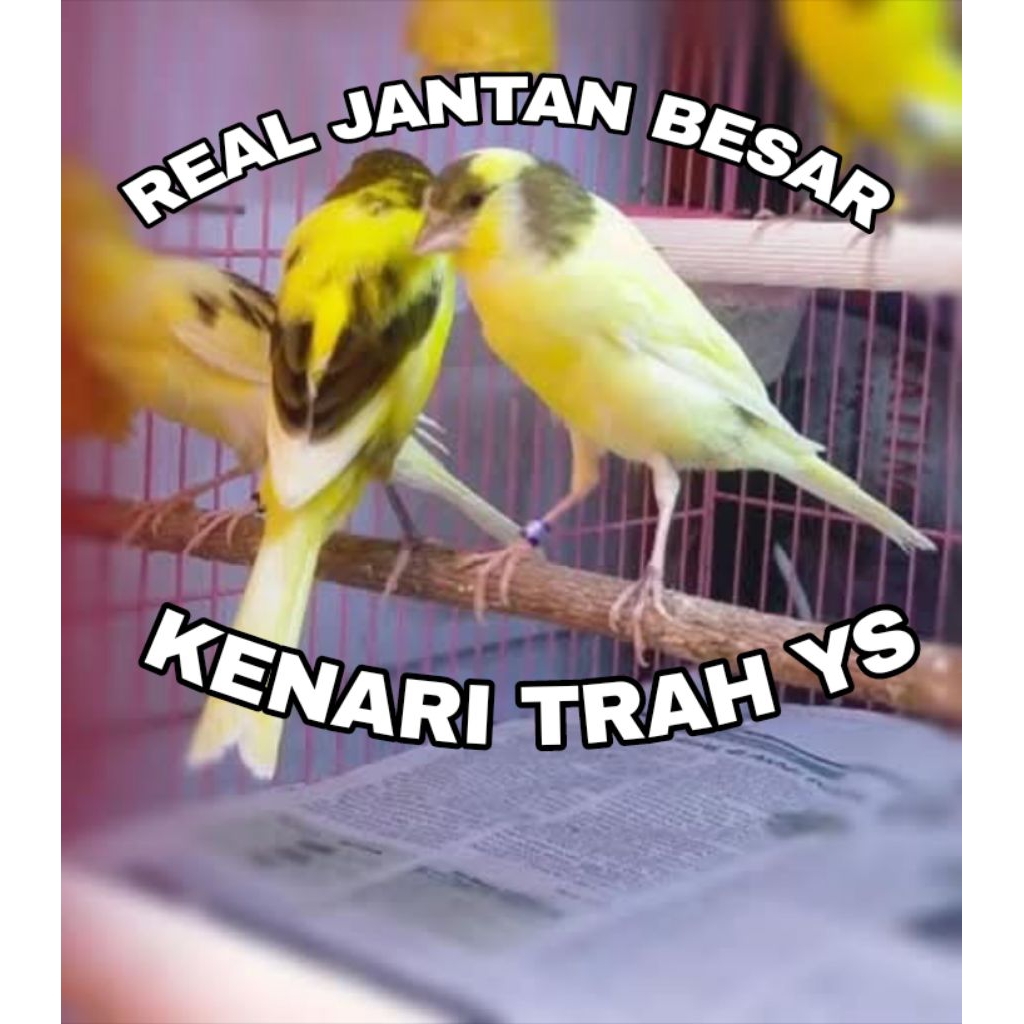 Kenari JANTAN TRAH YS Body Pesawat