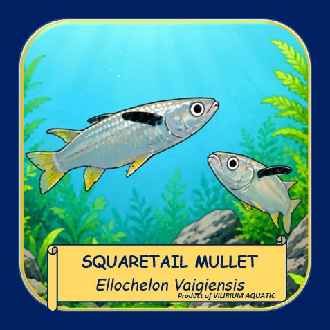 IKAN HIAS AIR TAWAR - SQUARETAIL MULLET / BELANAK EKOR PERSEGI (IKAN AQUASCAPE)