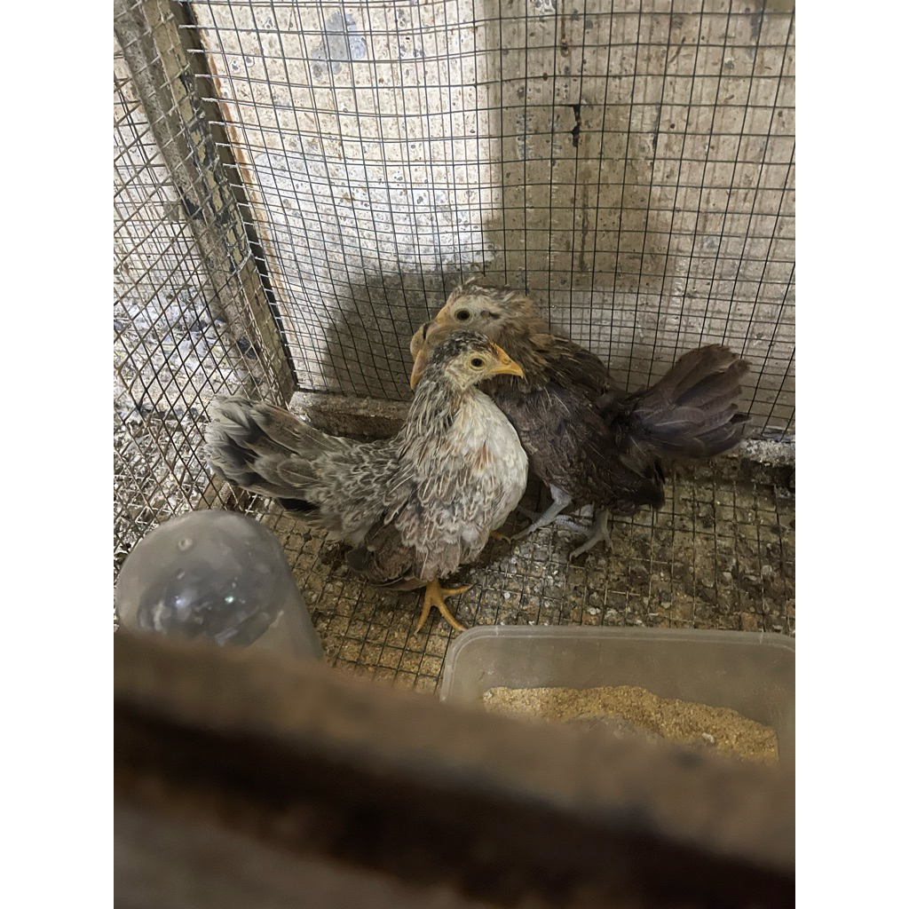 REMAJA ANAK AYAM KATE/ SERAMA HIAS