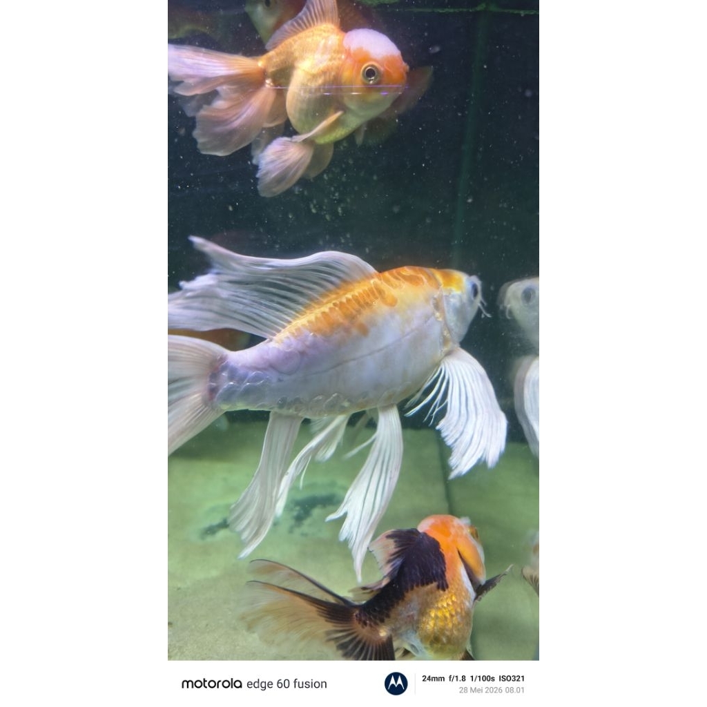 ikan koi slayer.
