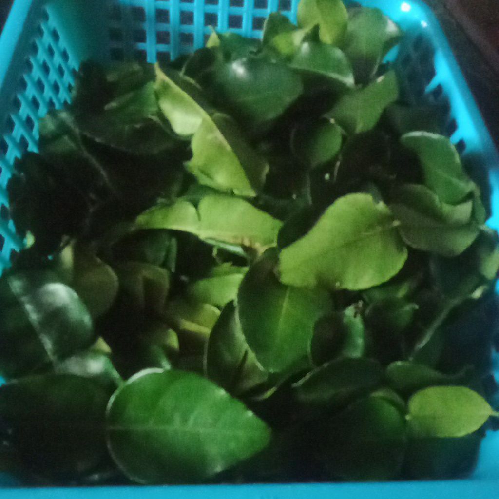 Daun Jeruk Purut Segar
