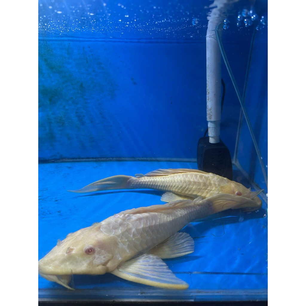 IKAN SAPU KACA ALBINO / GIBICEP JUMBO 35-40cm