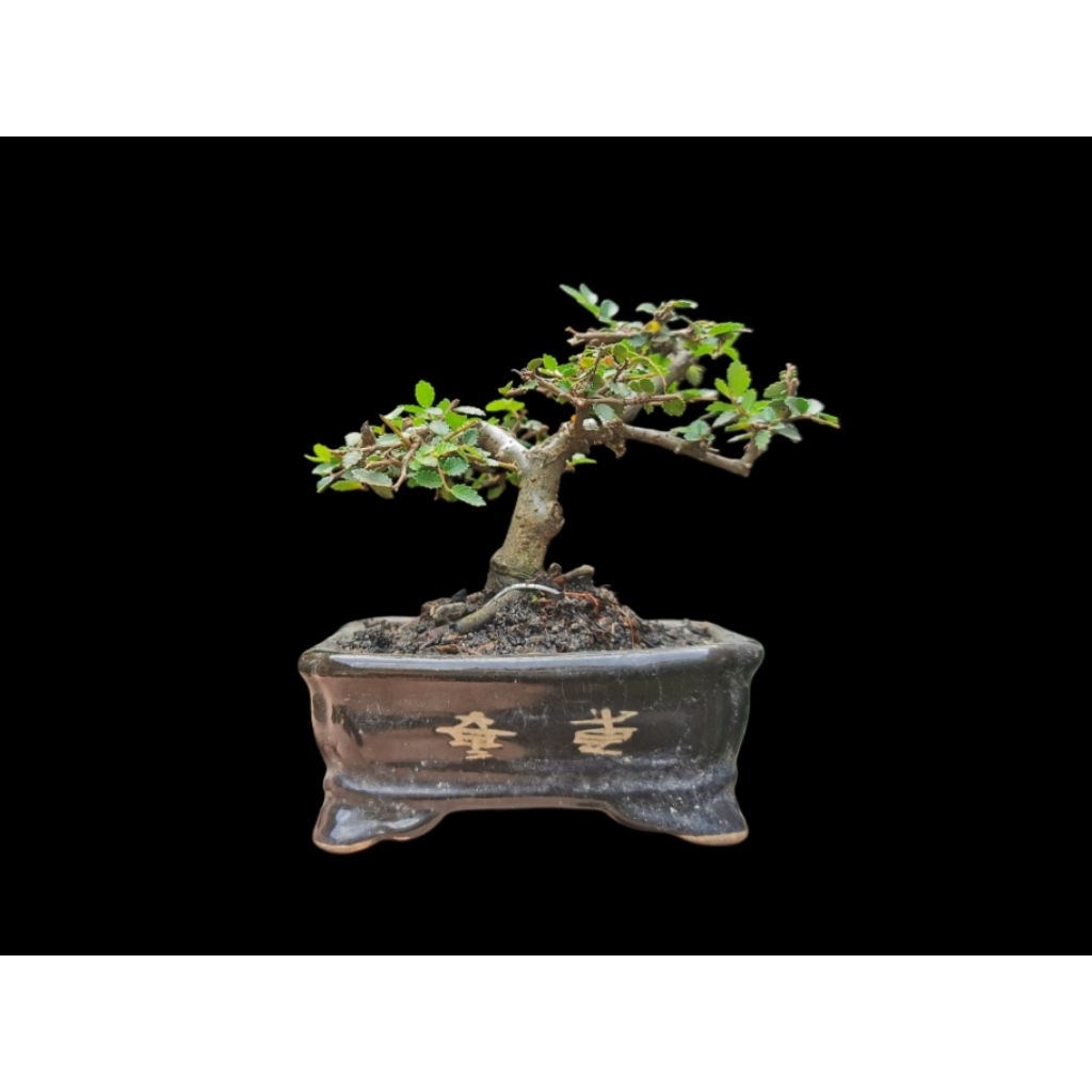 Ulmus Mini Shito / Bonsai Ulmus