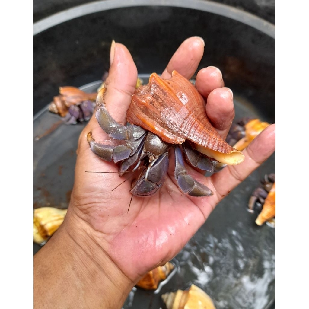 Cangkang XL mainan Kelomang Besar