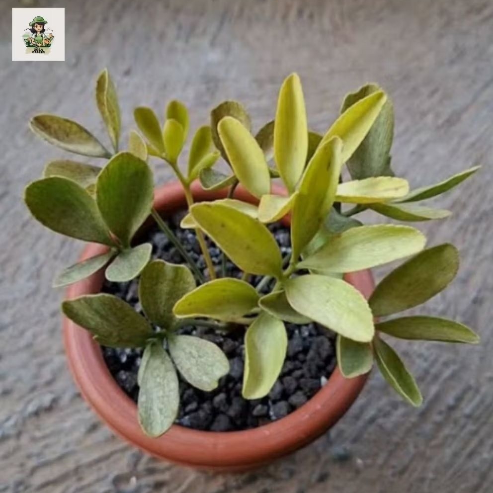( siap kirim ) tanaman hias zamia furfuracea - tanaman hias indoor zamia furfuracea.