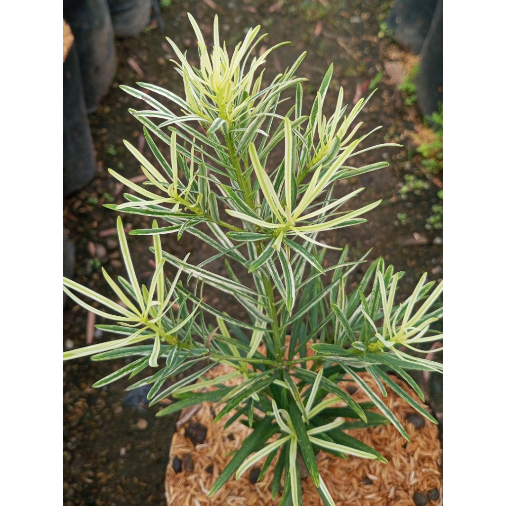Lohansung Variegata (Jenis Langka) Tanaman Hias Rimbun Siap Tanam - Bahan Bonsai Lohansung Variegata