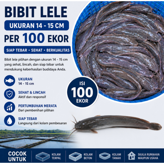 Bibit Ikan / Benih Ikan Lele Sangkuriang Ukuran 14–15 cm Per 100 Ekor Berkualitas Siap Tebar