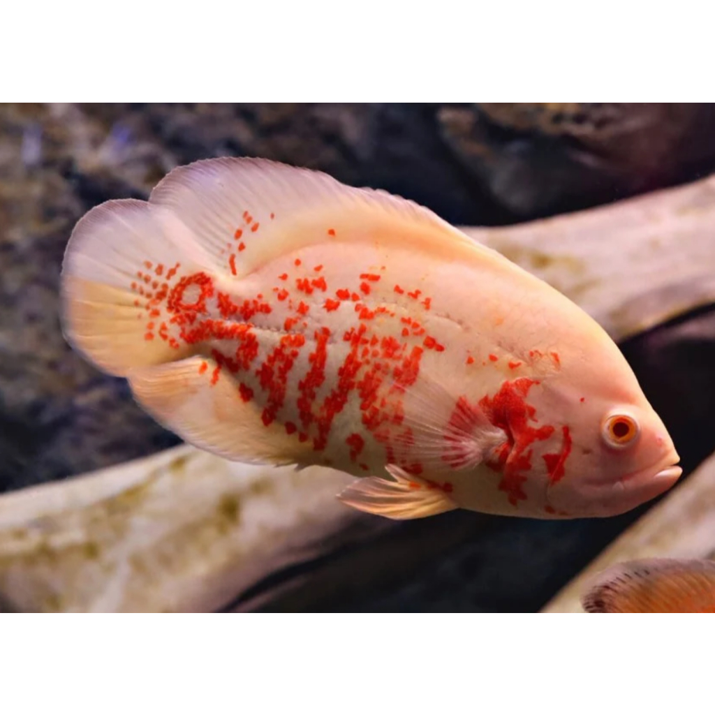 Oscar Tiger Albino ( 2 jari )