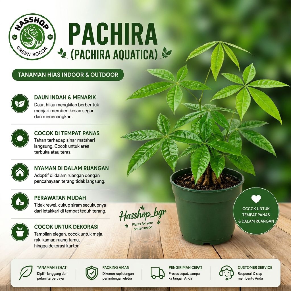 Tanaman Hias Kepang Pachira 1 pohon Bonsai Mini Indoor Estetik Penjernih Udara PremiumPohon Uang Kep