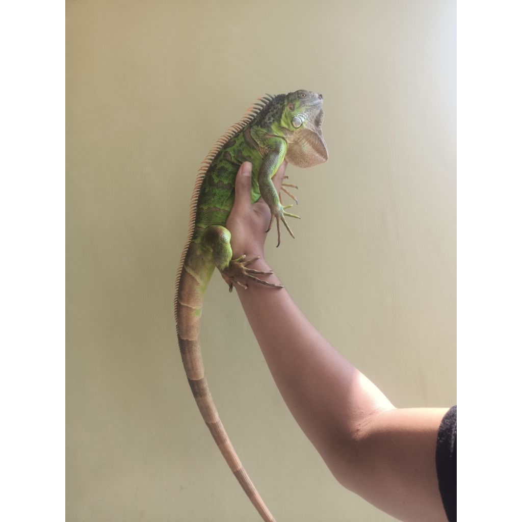 iguana betina