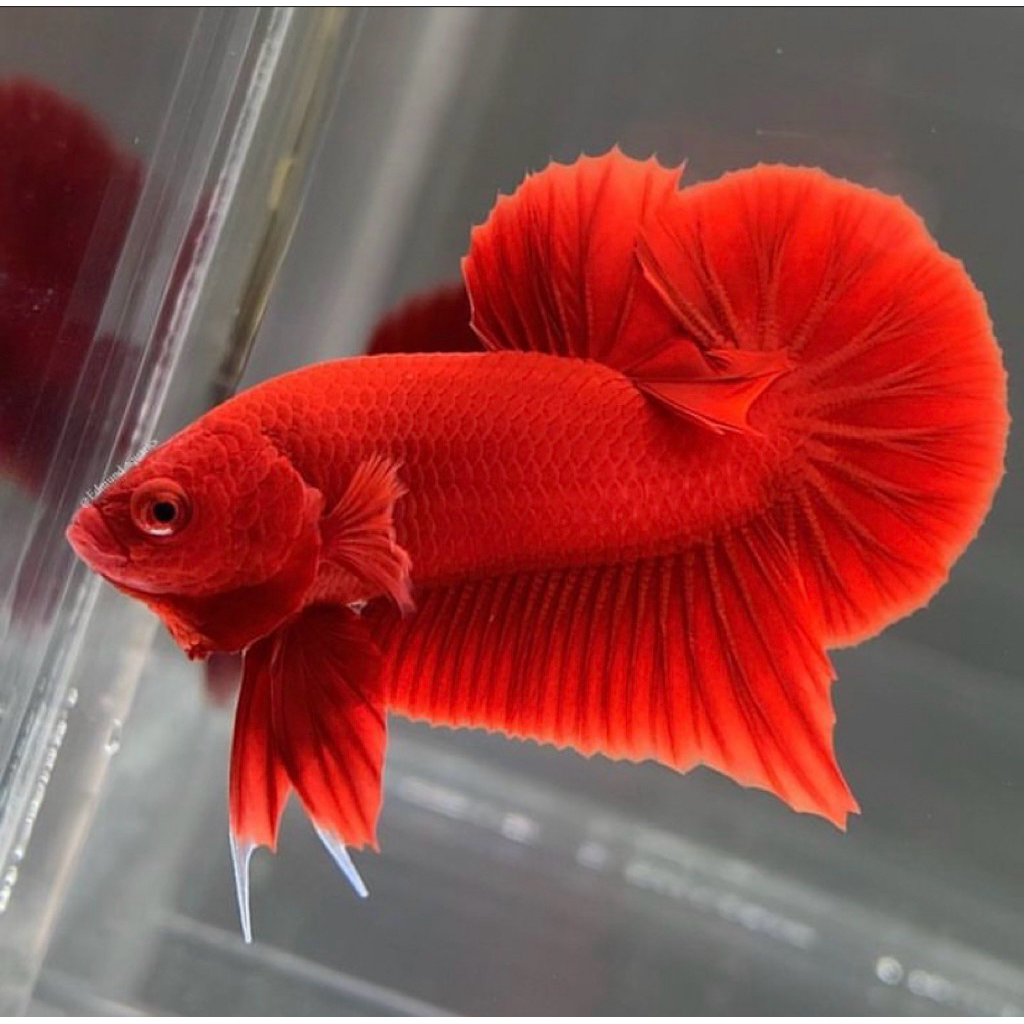 Ikan Cupang Plakat Super Red Grade A | Warna Merah Menyala