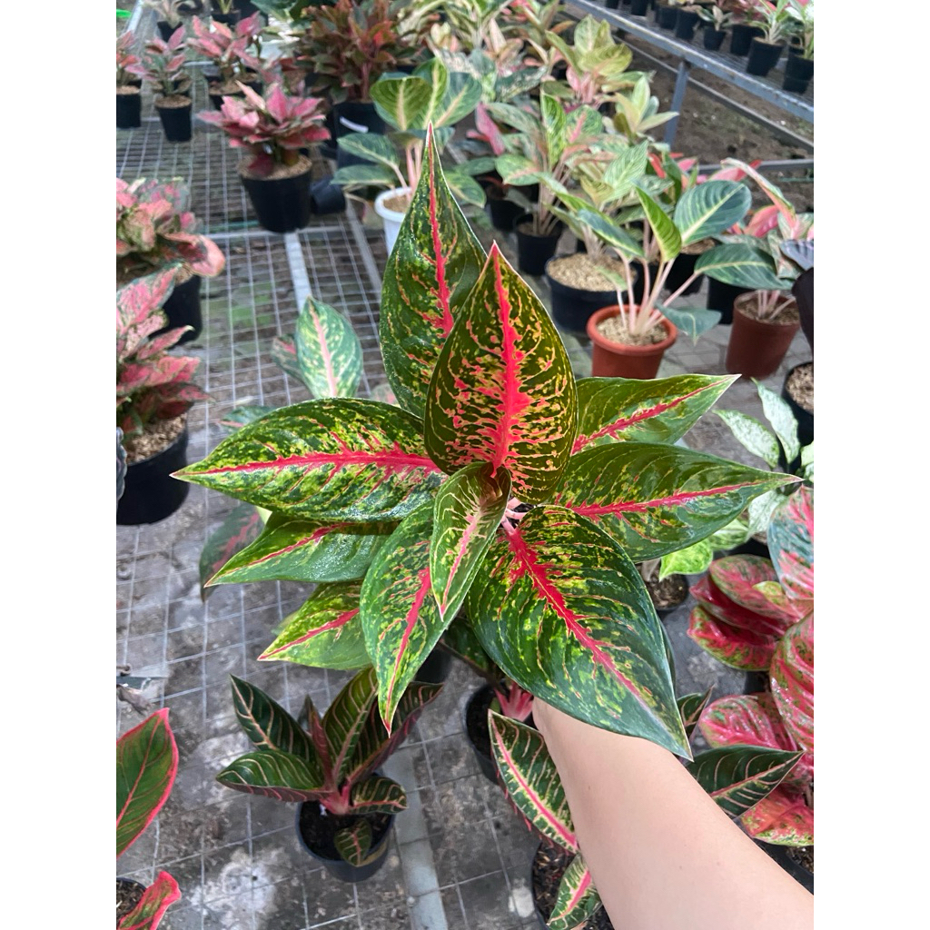 Aglaonema Hot lady