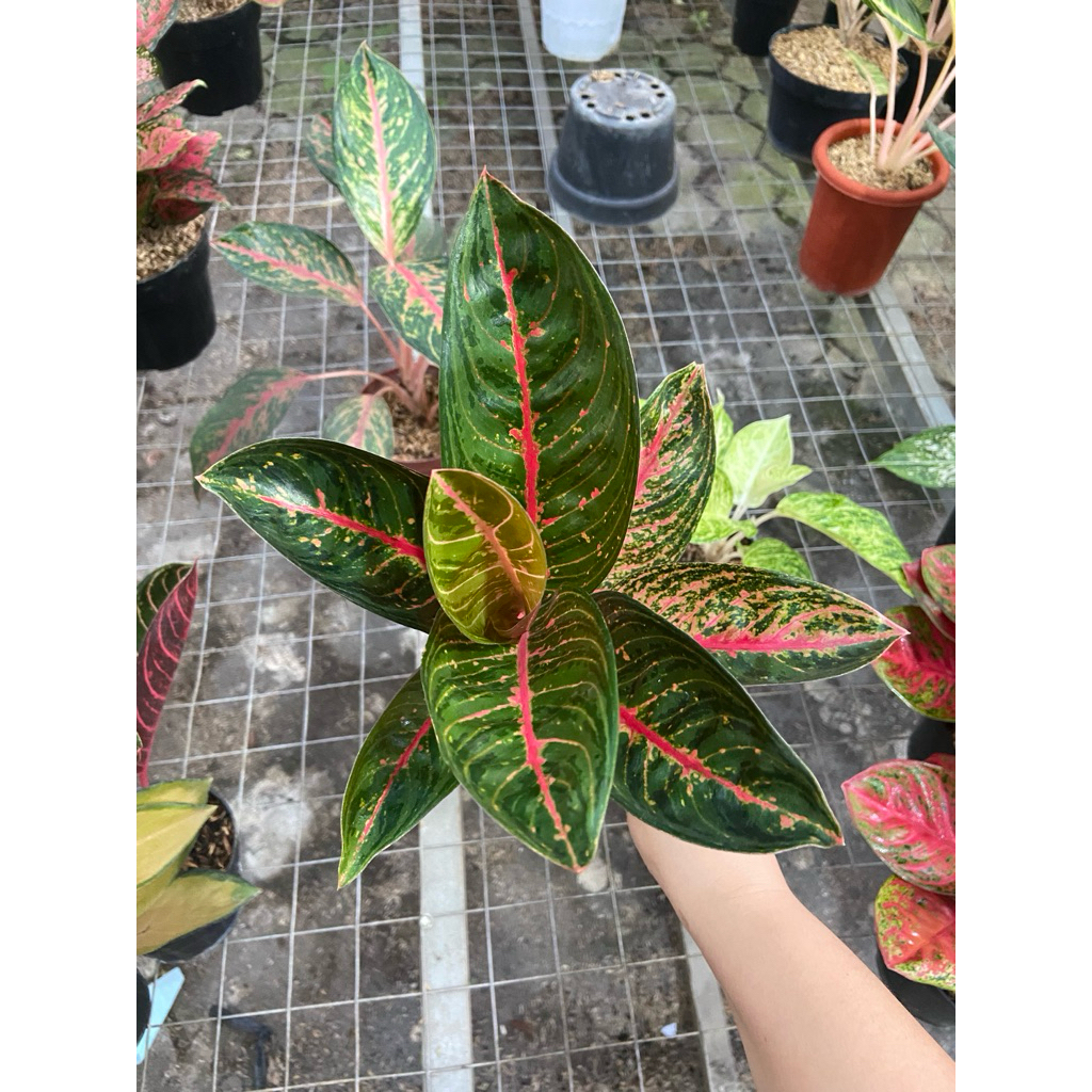 AGLAONEMA WIDURI BLOROK