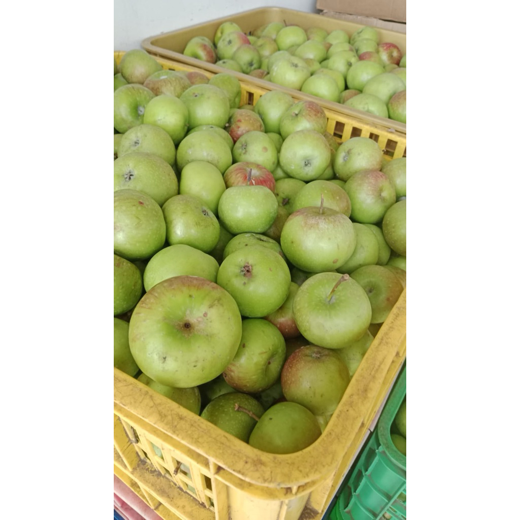apel manalagi apel manalagi batu malang 1 kg
