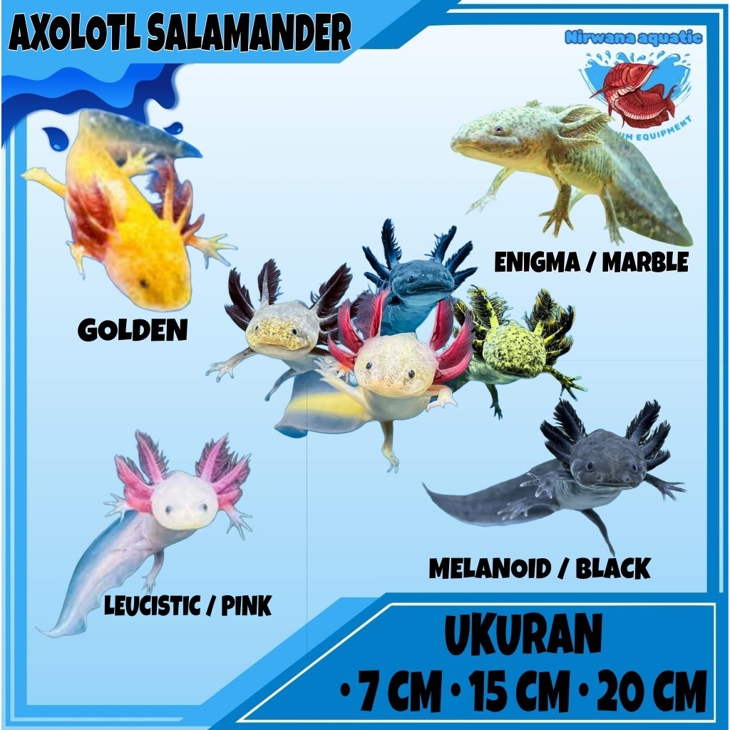 (INSTAN) AXOLOTL SALAMANDER. LEUCISTIC - MELANOID - GOLDEN - ENIGMA MARBLE