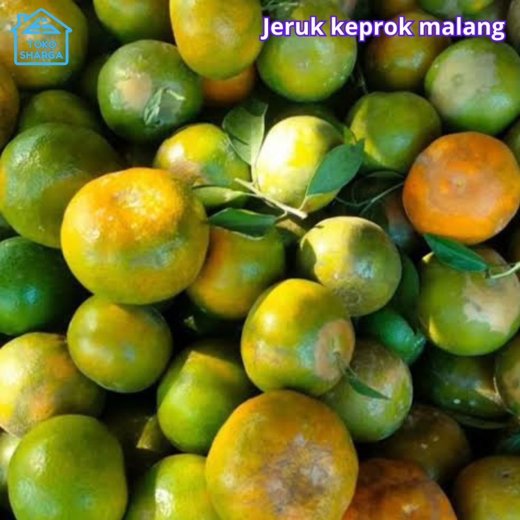 Buah Instant Magetan kota 1kg Jeruk keprok malang