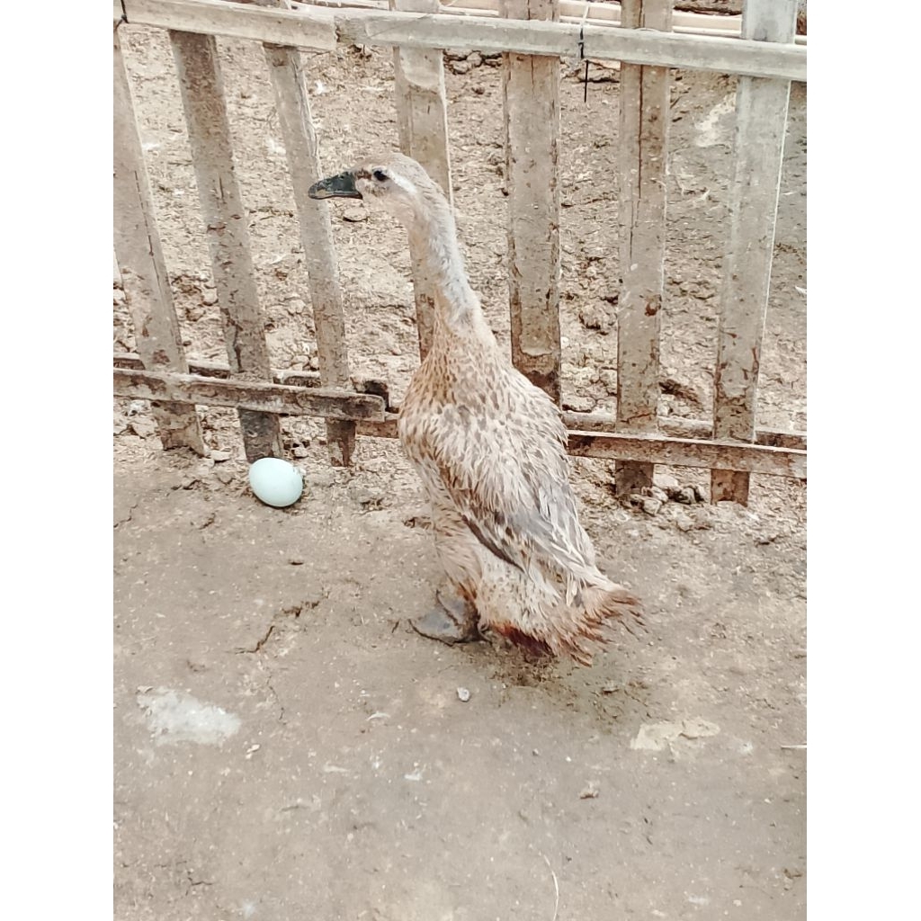 telur fertil/tetas bebek ratu MA petelur