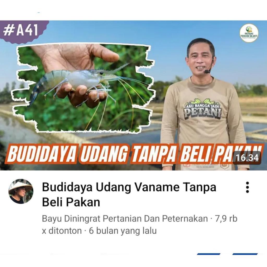 Ilmu Pak Bayu Diningrat ~ BUDIDAYA UDANG VANAME TANPA BELI PAKAN