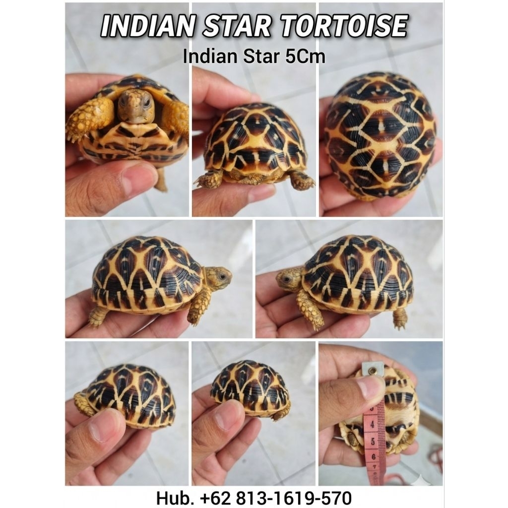 INDIAN STAR