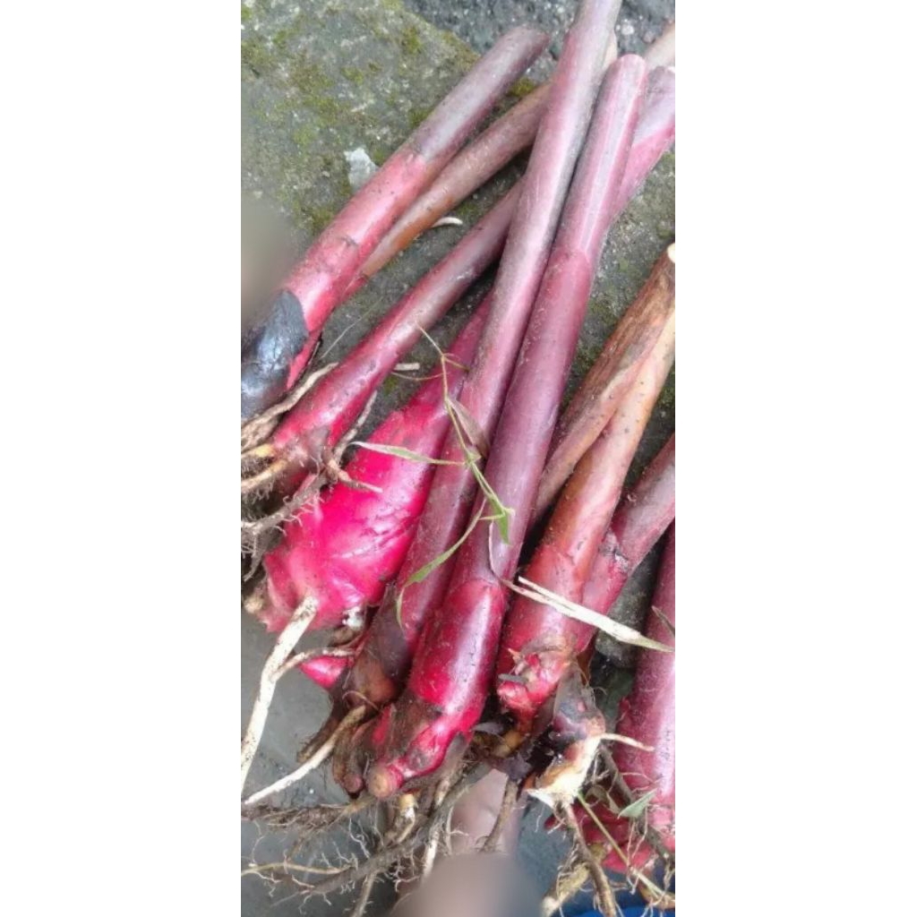 Bibit kecombrang/tunas kecombrang/bibit bonggol kecombrang