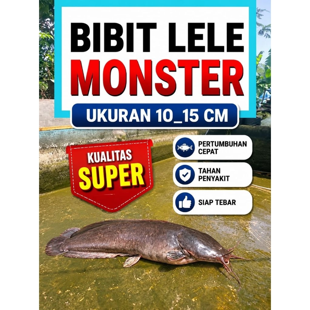 Hiasan aquarium bibit lele monster river catfish ukuran 10_15 cm