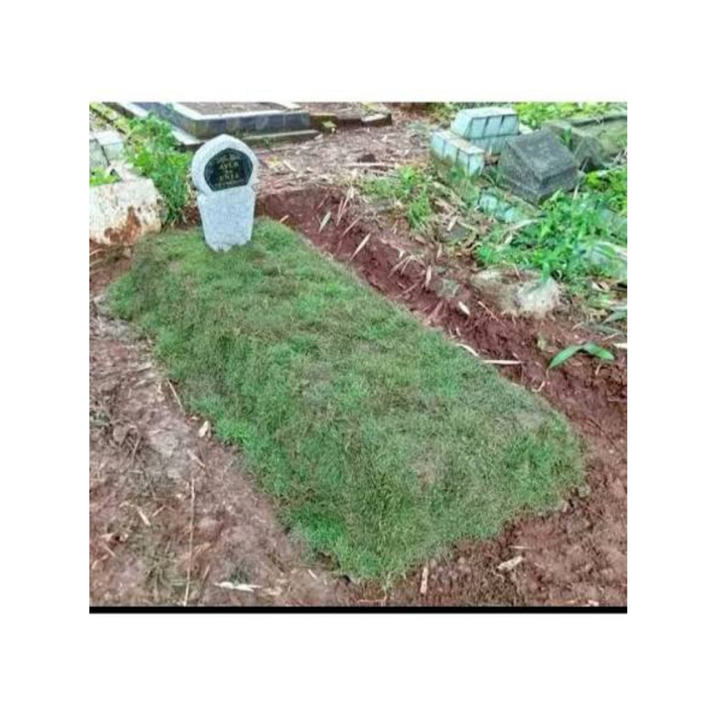 rumput jepang rumput makam paket buat satu makam/satu kiburan