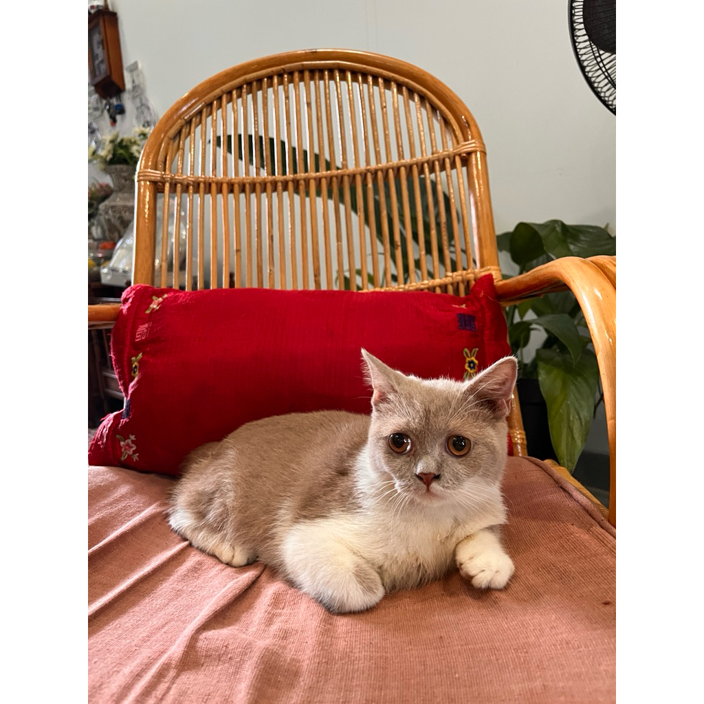 Kucing British Short Hair BSH Jakarta Jantan Lucu Sehat