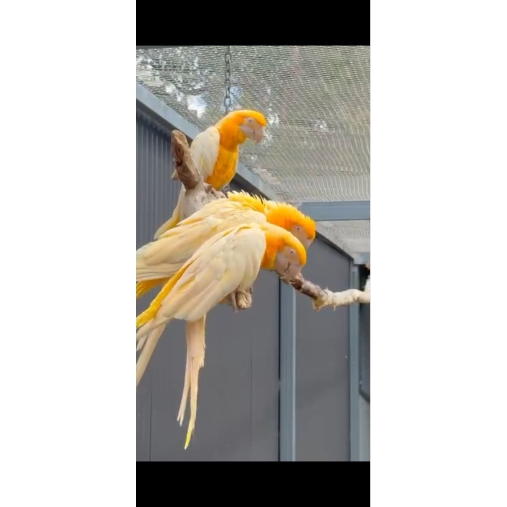 PAKET 2 TELUR MACAW GOLDEN / BLUE & GOLD MACAW 100% TETAS