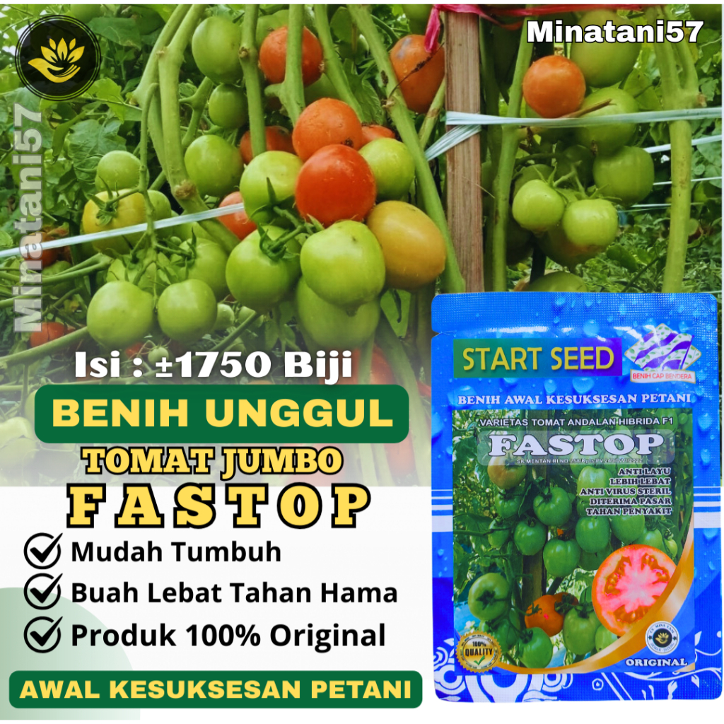 1750 Benih Tomat FASTOP Bibit Tomat Jumbo Jenis Servo Buah Lebat Tahan Penyakit Virus Layu