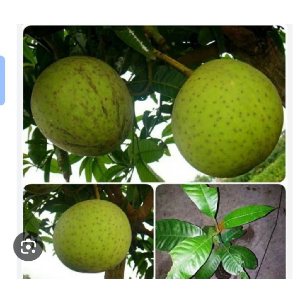 1 buah pakel mengkal