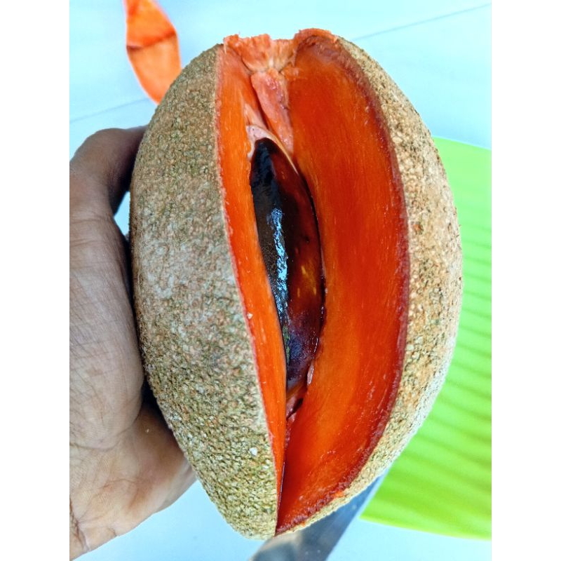 Bibit buah Mamey Sapote