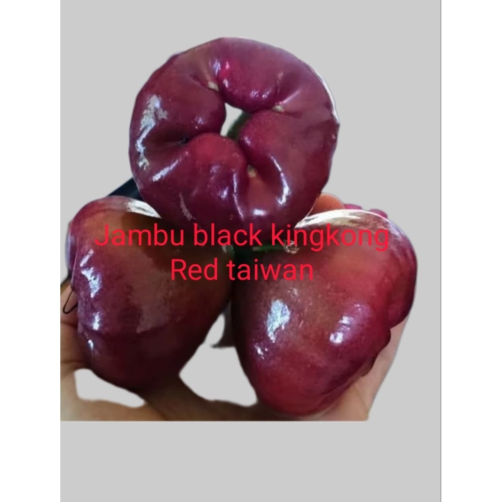ntres jambu air black kingkong/red Taiwan,jamin asli, harga untuk 1mata tunas