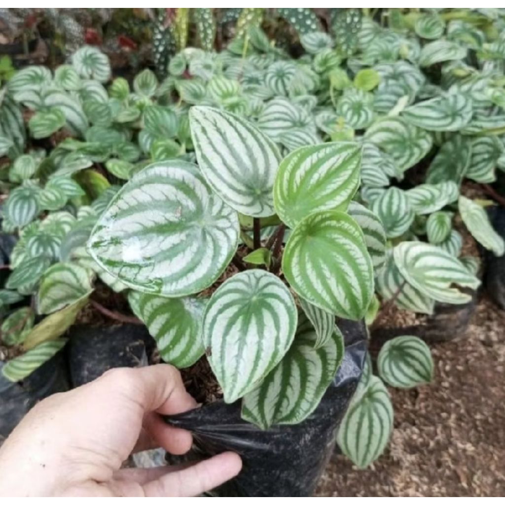 Pohon Peperomia Watermelon/ Tanaman Peperomia Watermelon/ Tanaman Hias Indoor/ Pohon Peperomia Water