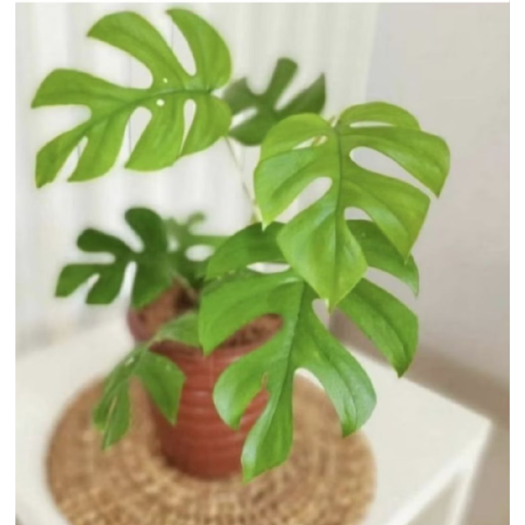 Pohon Monstera Mini/ Tanaman Monstera Mini/ Tanaman Hias Monstera Mini/ Tanaman Hias Indoor