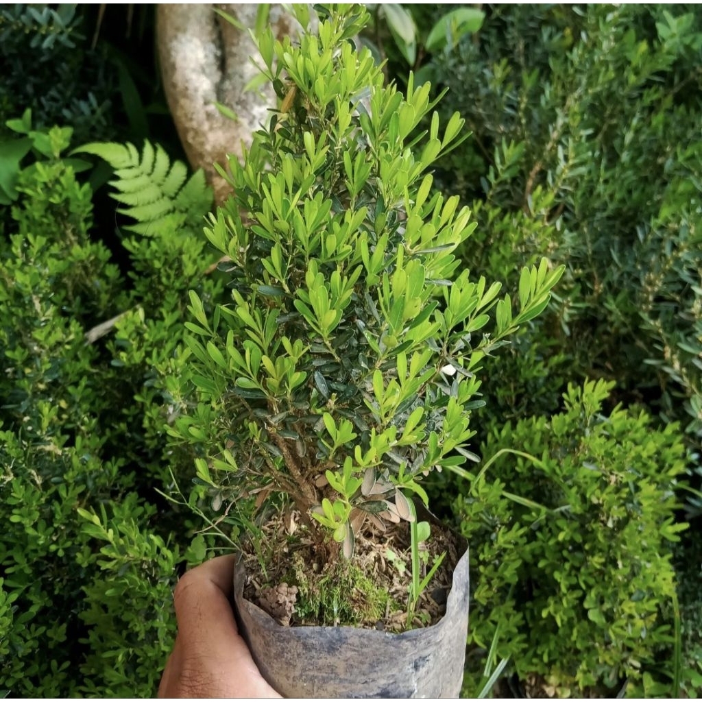 Pohon Boxus Tanaman Bahan Bonsai Boxus / Pohon Boxus