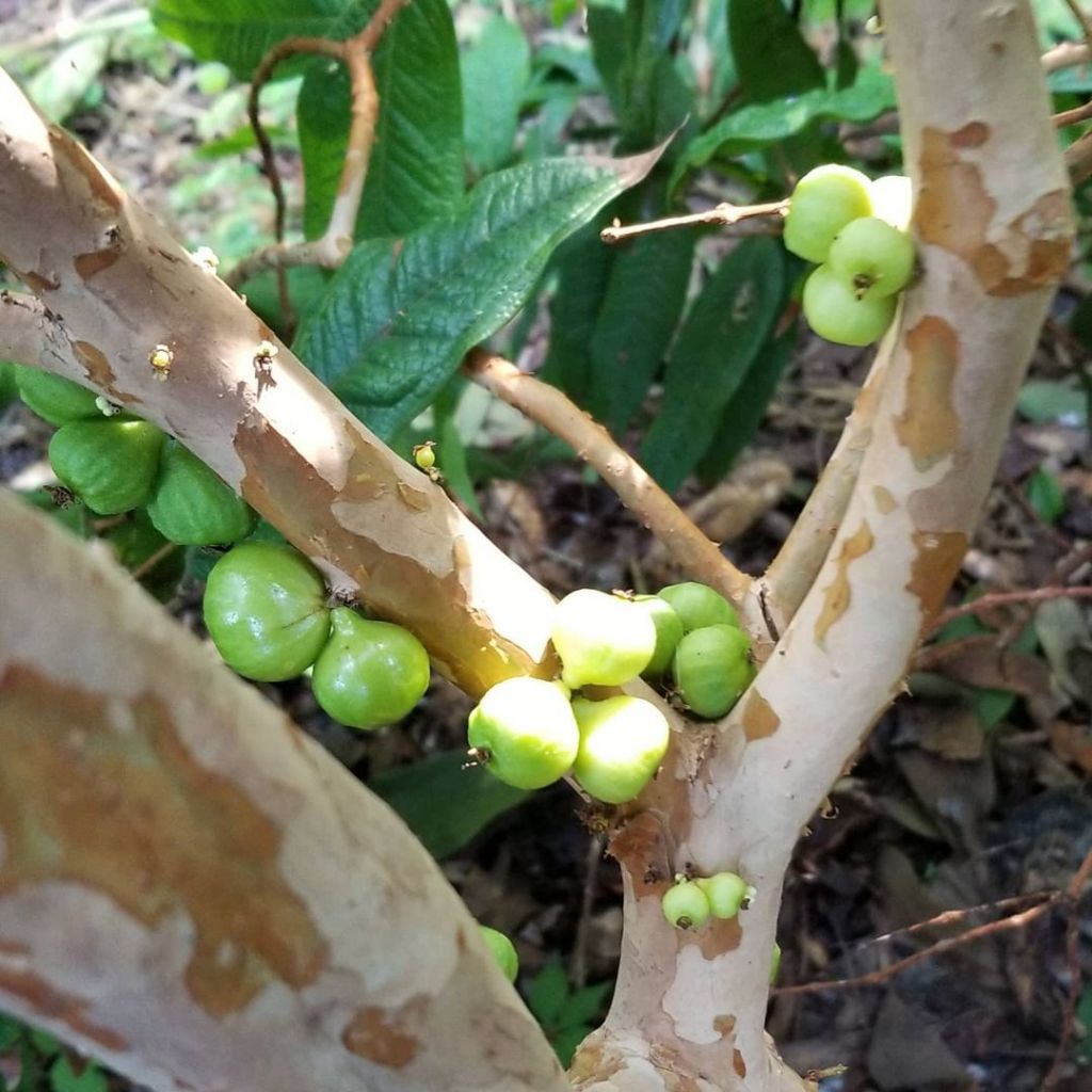 ANGGUR POHON BRAZIL WHITE JABOTICABA