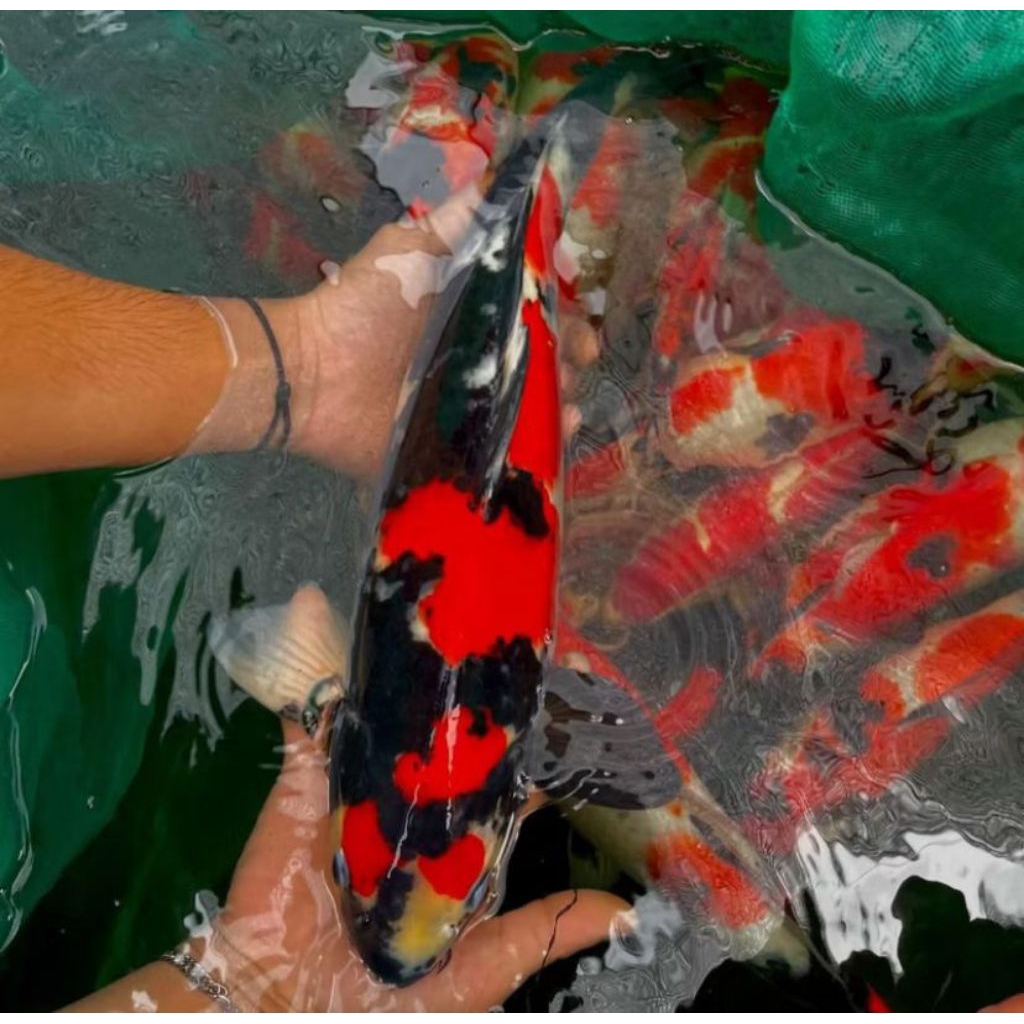 koi showa 12-14cm bibit koi showa sanshoku berkualitas