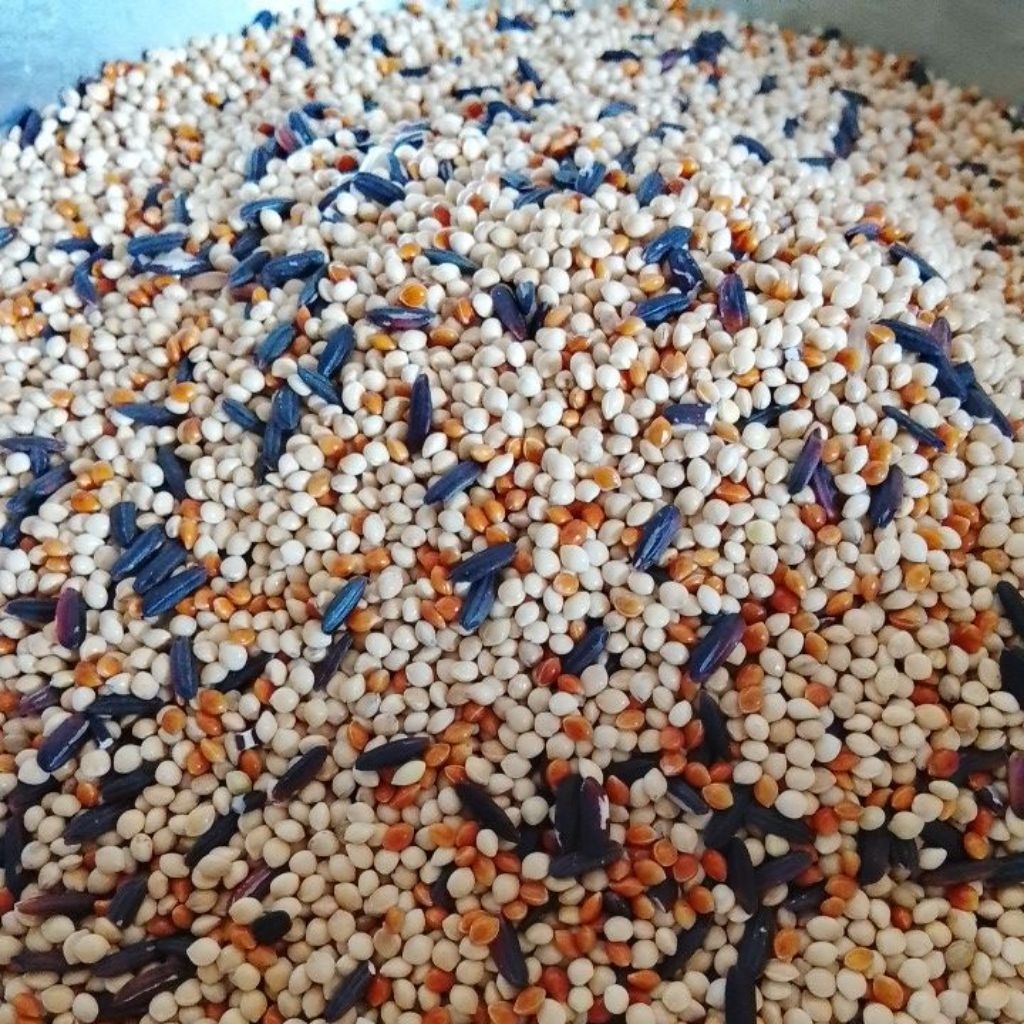 1KG MILET PUTIH CAMPUR MILET MERAH DAN KETAN HITAM ( PERKUTUT )