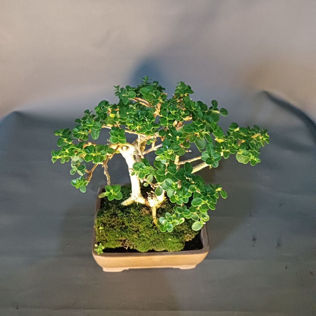 mini bonsai sancang bonsai sancang mini mame Sancang siap pajang