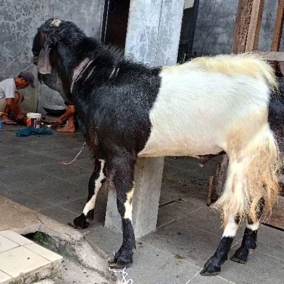 kambing aqiqah hidup / domba aqiqah hidup / kambing murah / domba murah / kambing jantan hidup / kam