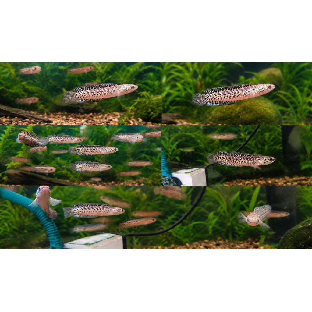 Free Maggot - Channa Asiatica Kalimaya 8-10cm